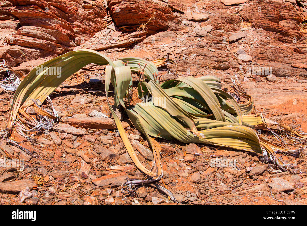 tree tumbo, tumboa, welwitschia (Welwitschia mirabilis), at the end of dry season, Namibia, Damaraland, Khorixas Stock Photo