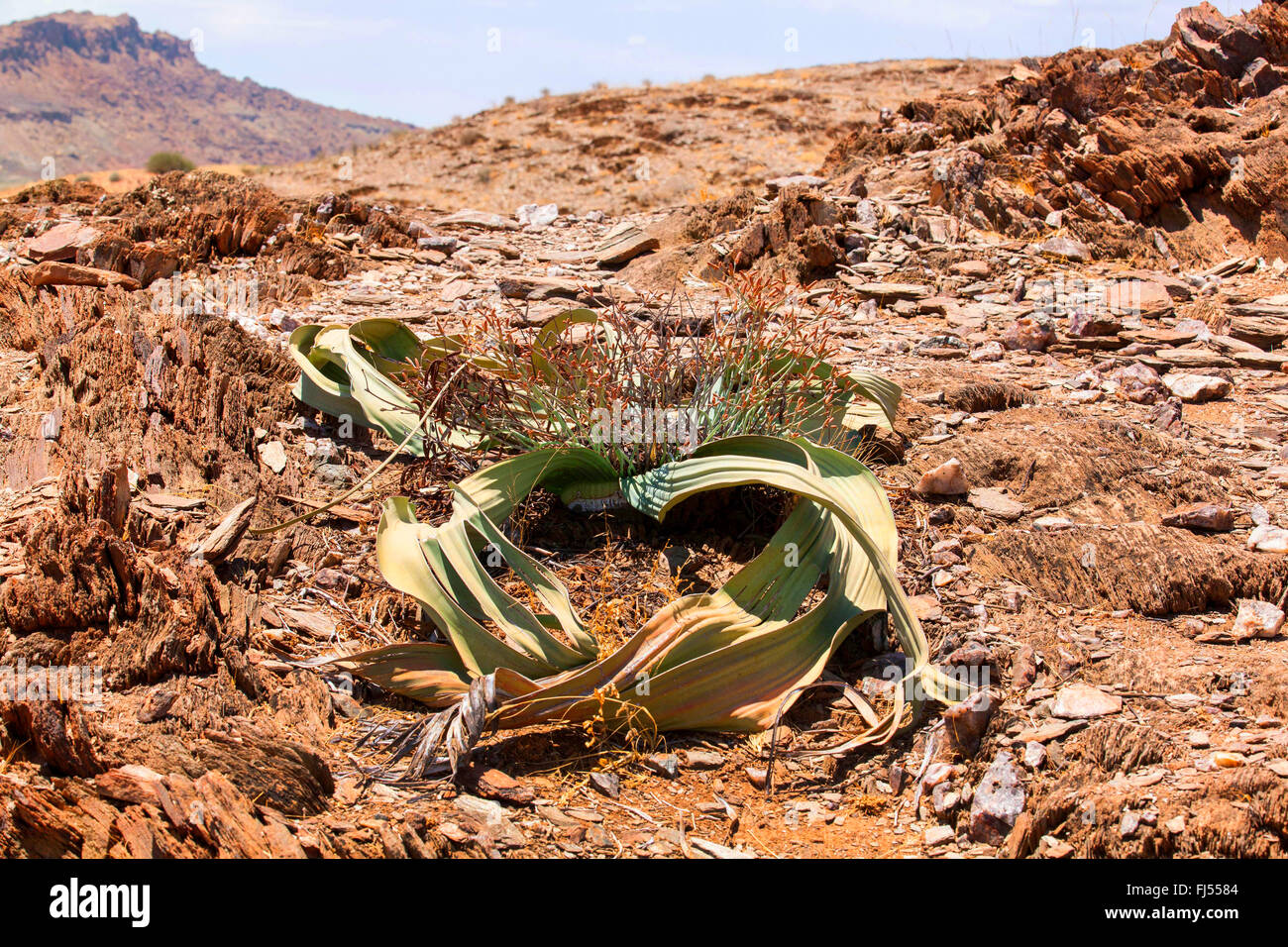 tree tumbo, tumboa, welwitschia (Welwitschia mirabilis), at the end of dry season, Namibia, Damaraland, Khorixas Stock Photo