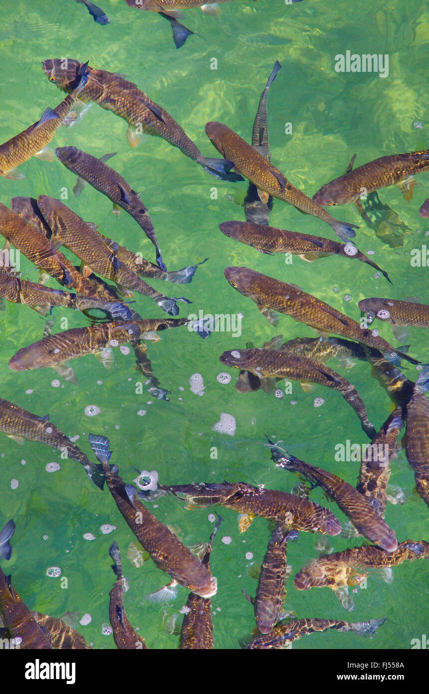 chub (Leuciscus cephalus), swimming young fishes, Germany Stock Photo