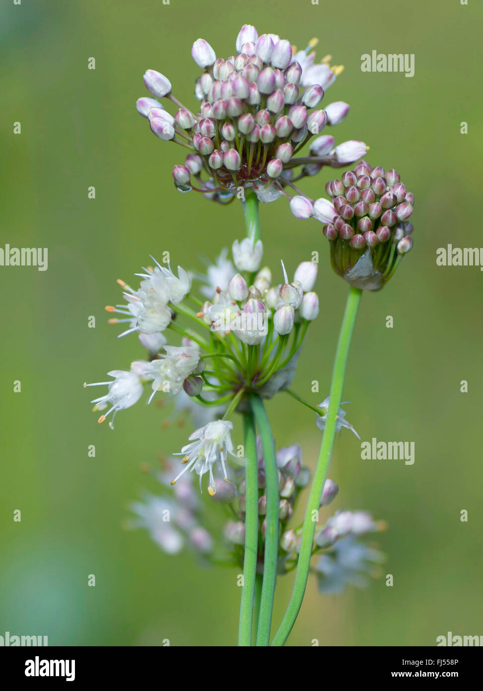 Allium suaveolens (Allium suaveolens), blooming, Germany, Bavaria, Oberbayern, Upper Bavaria, Murnauer Moos Stock Photo