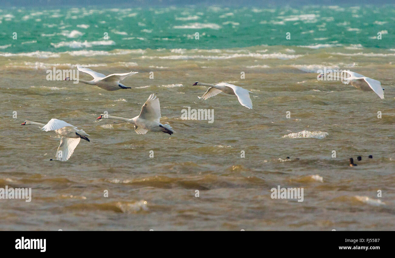 mute swan (Cygnus olor), five mute swans stemming against storm, Germany, Bavaria, Lake Chiemsee Stock Photo