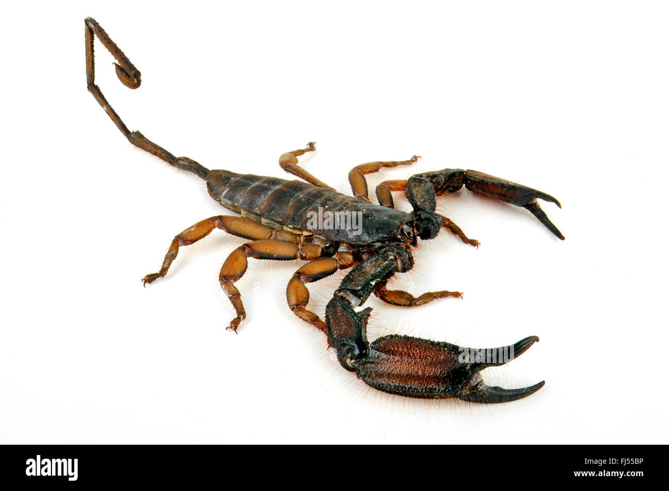 South African rock scorpion (Hadogenes troglodytes), cut-out Stock Photo