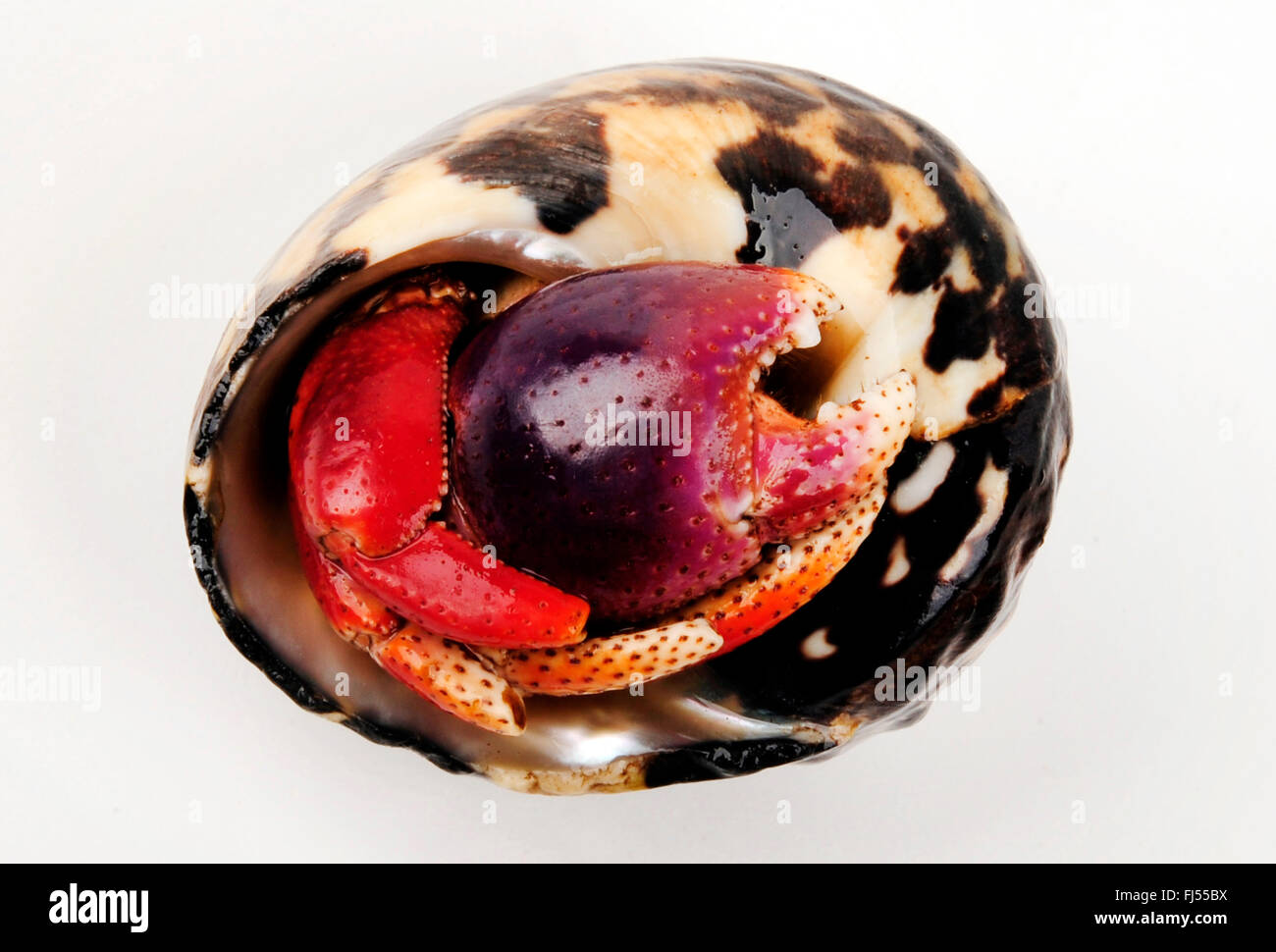Purple Pincher Land Hermit Crab, Caribbean Hermit Crab (Coenobita clypeatus), cut-out Stock Photo