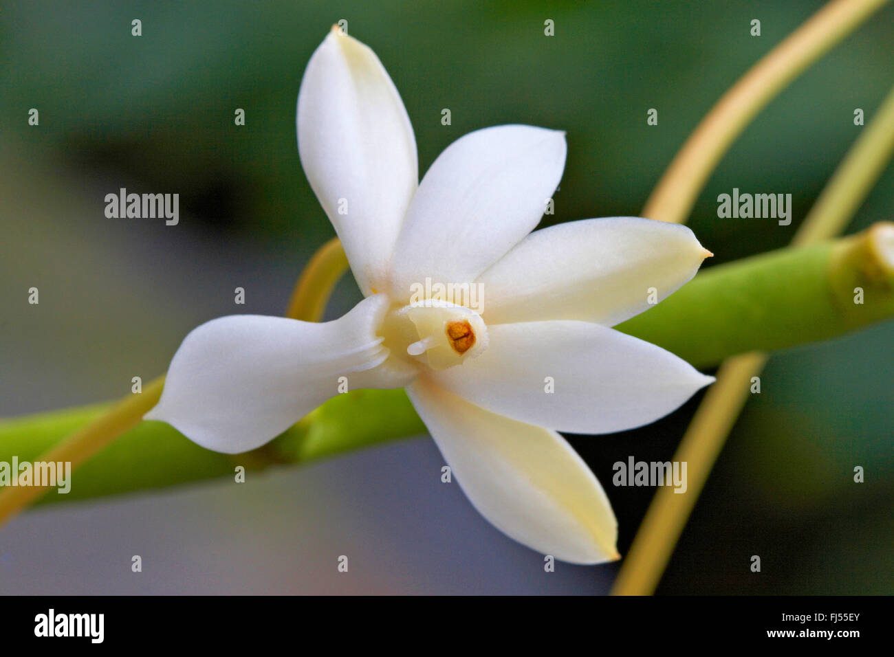 Aerangis ellisii (Aerangis ellisii), flower, Germany, NRW Stock Photo