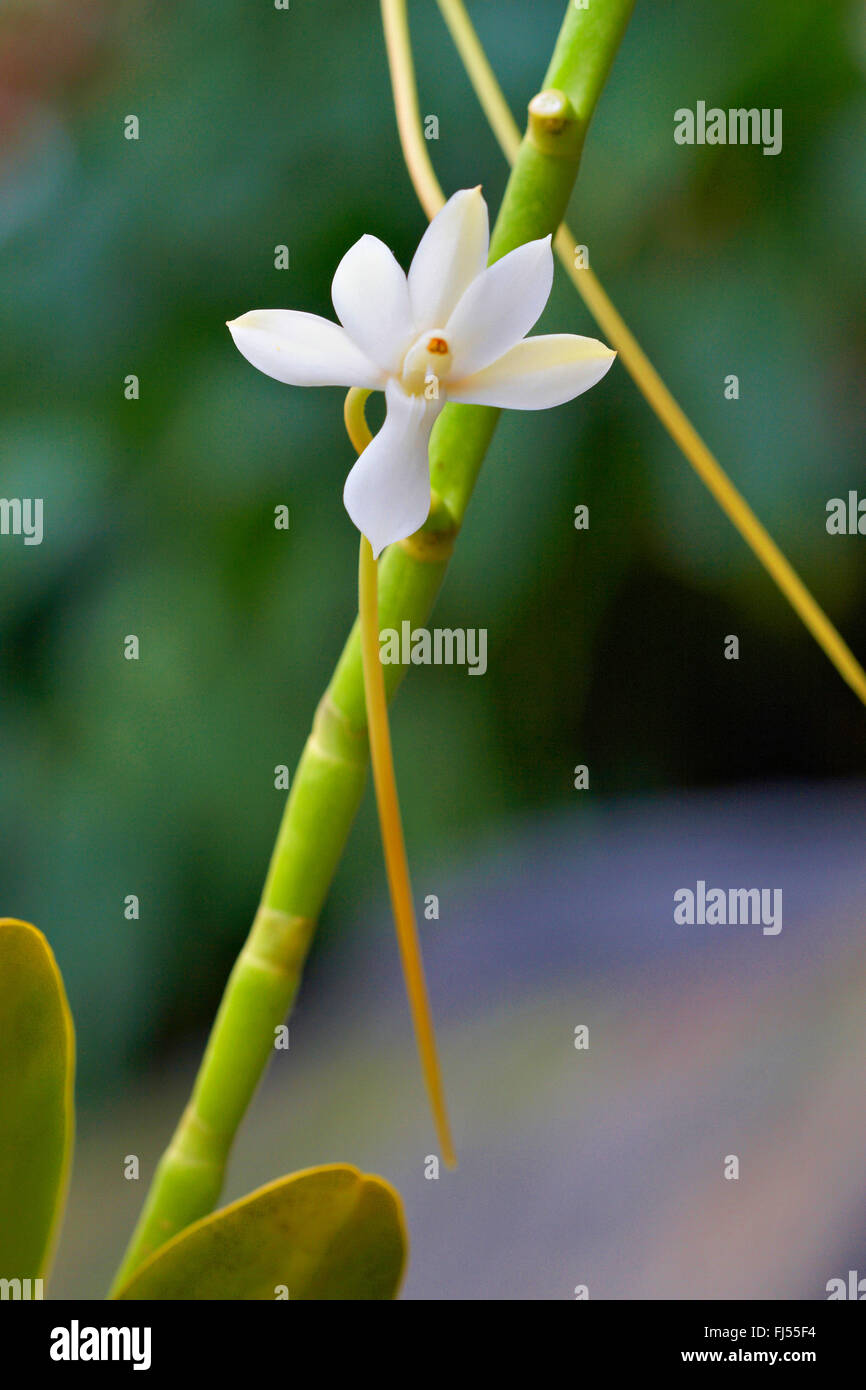 Aerangis ellisii (Aerangis ellisii), flower Stock Photo