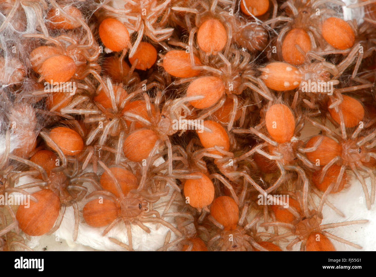 Straight Horned Baboon, Straighthorned Baboon, Zimbabwean Straight Horned Baboon (Ceratogyrus marshalli), young spiderling in their second larval stadium in cocoon Stock Photo