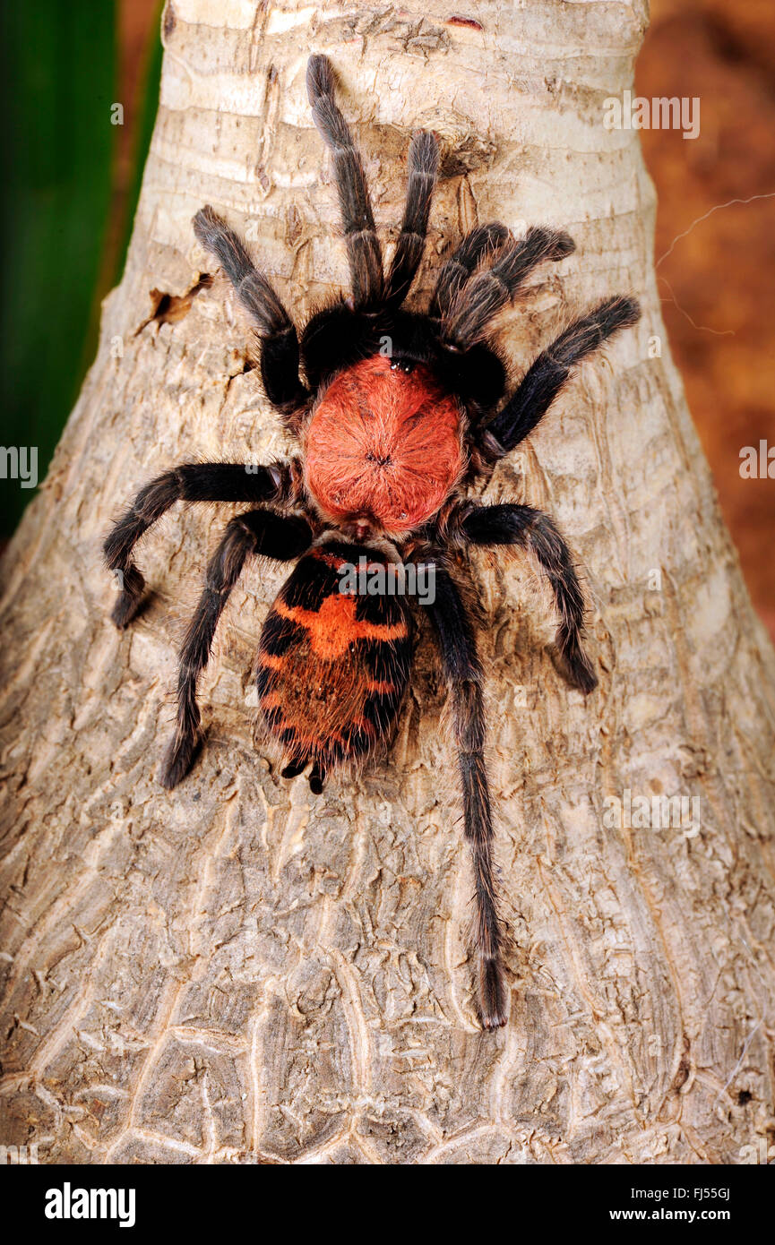 Costa Rican tiger rump (Cyclosternum fasciatum), in terrarium, Costa Rica Stock Photo