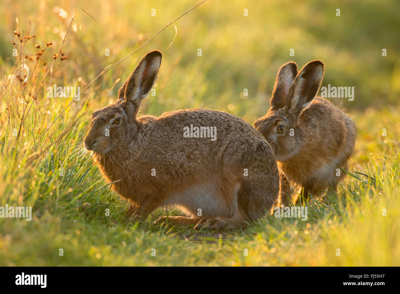 Hares hires stock photography and images Alamy