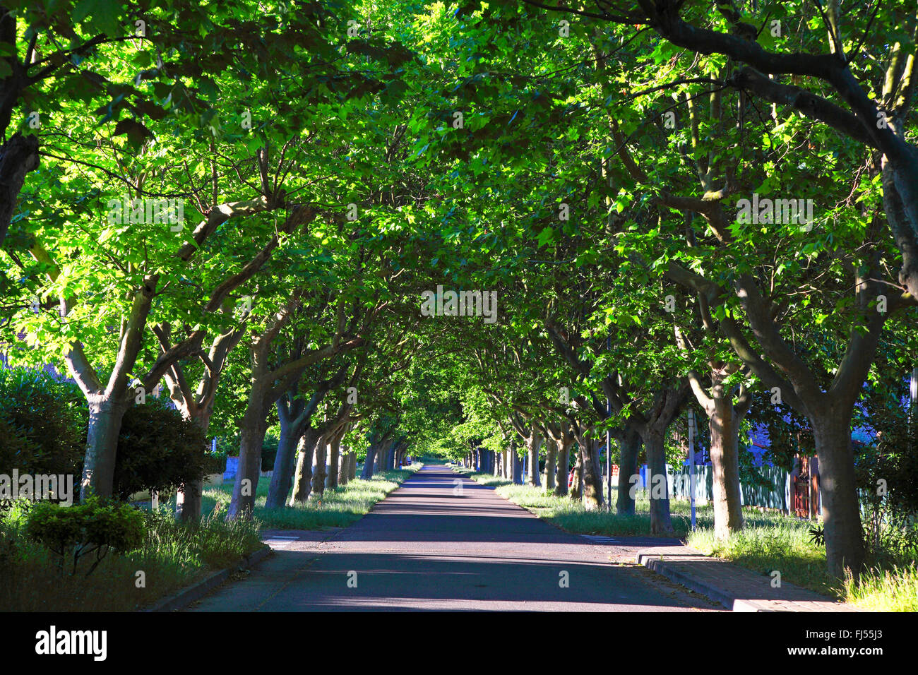 avenue of plane trees, France, Camargue, Salin de Giraud Stock Photo