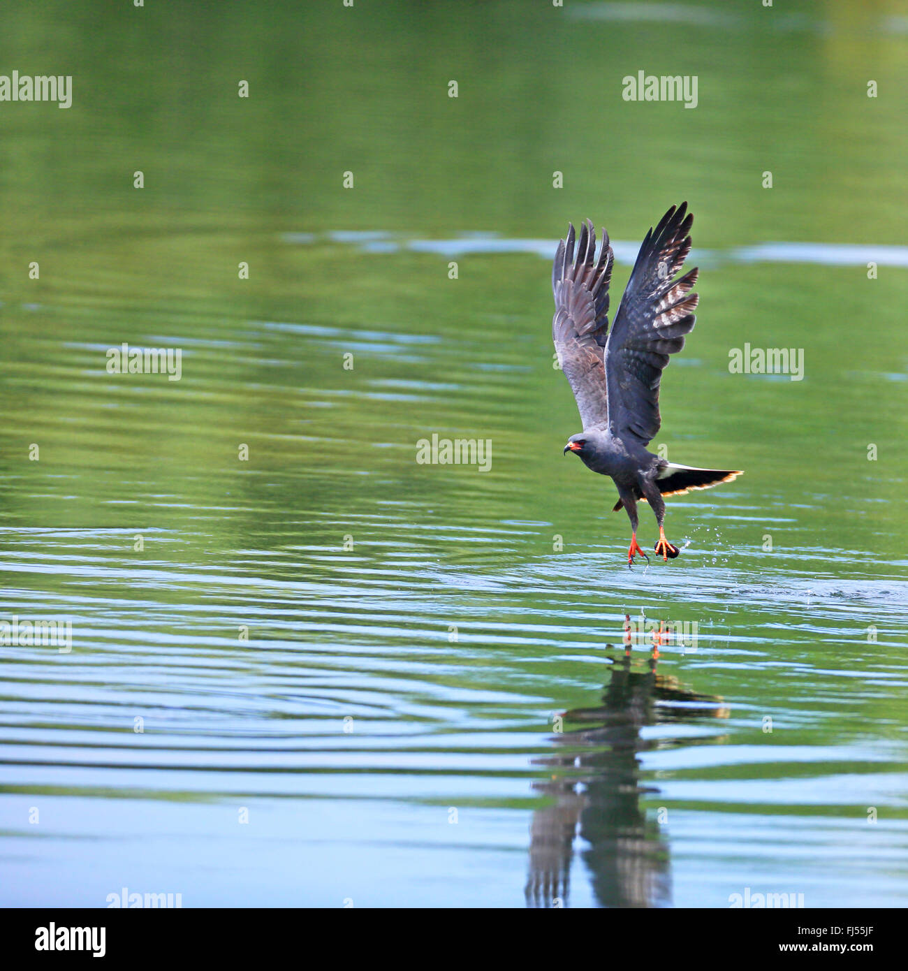 everglade kite (Rostrhamus sociabilis), male flying off from the water with an apple snail , USA, Florida Stock Photo