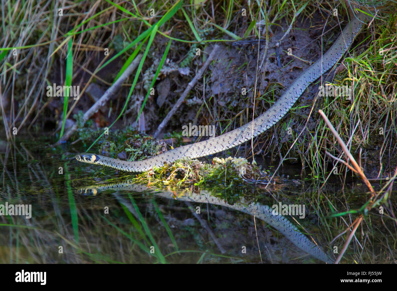 grass snake (Natrix natrix), at brookside, Germany, Bavaria, Oberpfalz Stock Photo