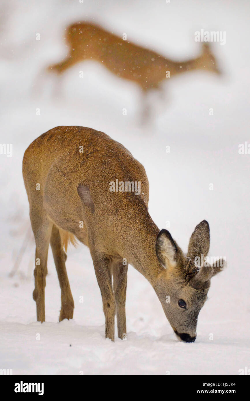 Single horned roe deer