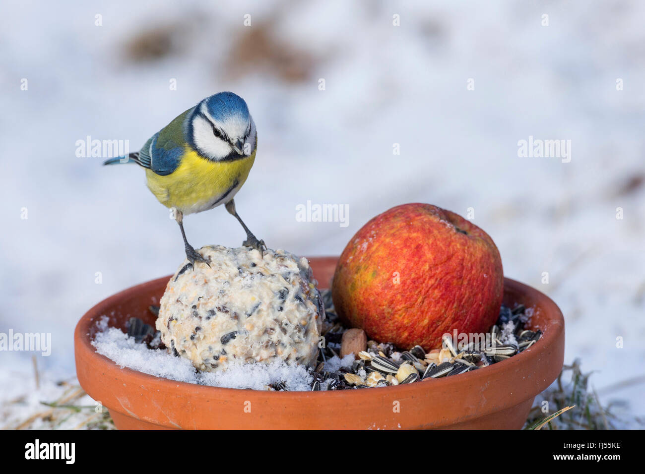 blue tit (Parus caeruleus, Cyanistes caeruleus), at winter feeding site with apple and fat ball, Germany Stock Photo