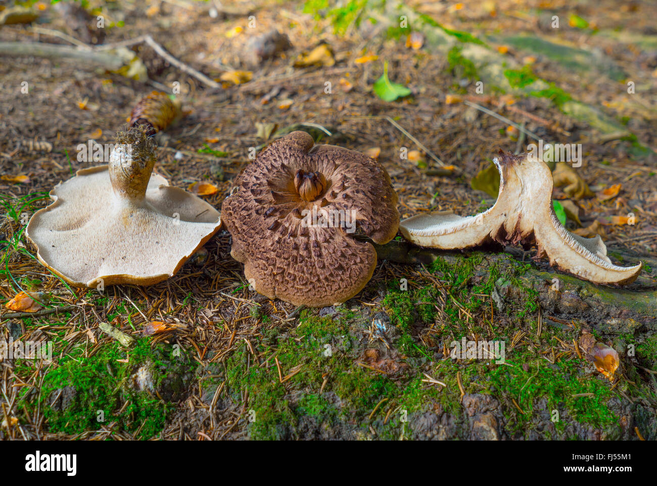 Scaly tooth, Shingled hedgehog, Scaly hedgehog (Sarcodon imbricatus), Germany, Bavaria, Oberbayern, Upper Bavaria Stock Photo