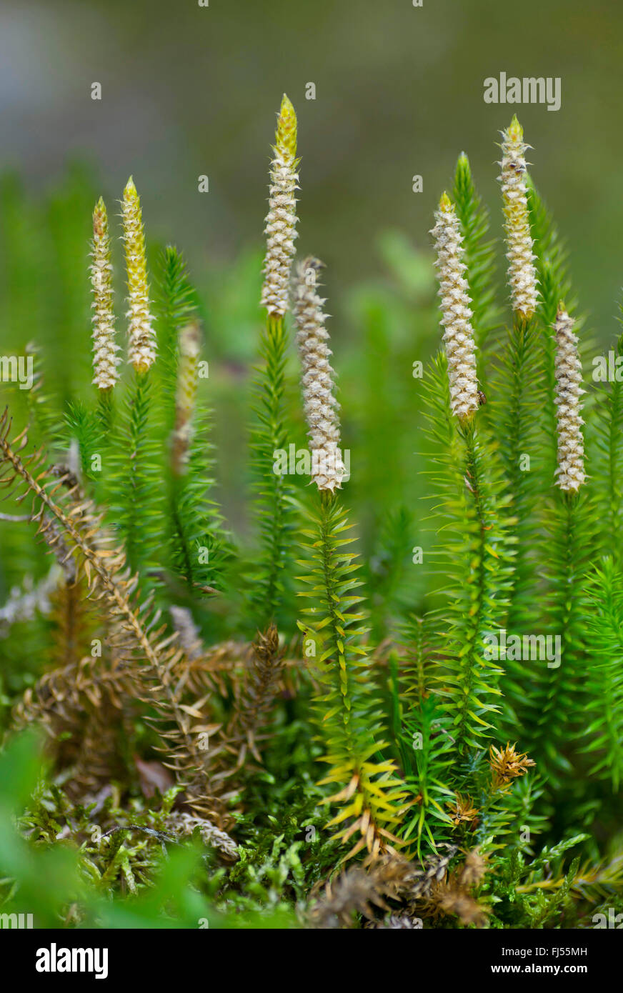 Stiff clubmoss, Stiff ground-pine (Lycopodium annotinum), with cones, Germany, Bavaria, Oberbayern, Upper Bavaria Stock Photo