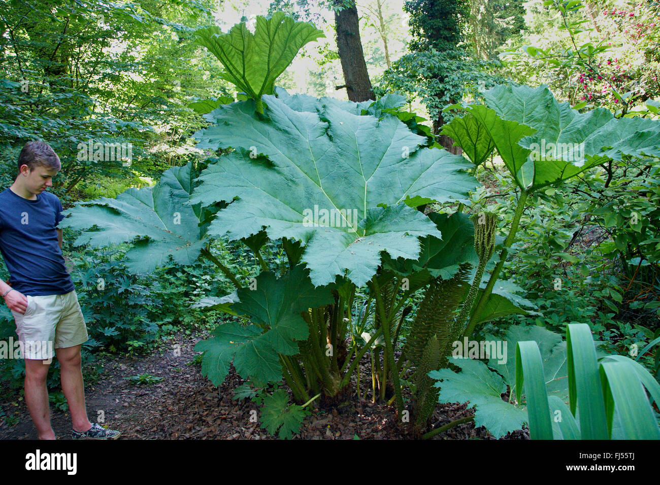 giant gunnera (Gunnera manicata), with teen for size comparision, Germany, NRW Stock Photo