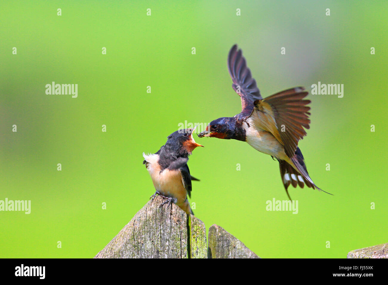 barn swallow (Hirundo rustica), adult bird feeding juvenile bird, Netherlands, Utrecht Stock Photo