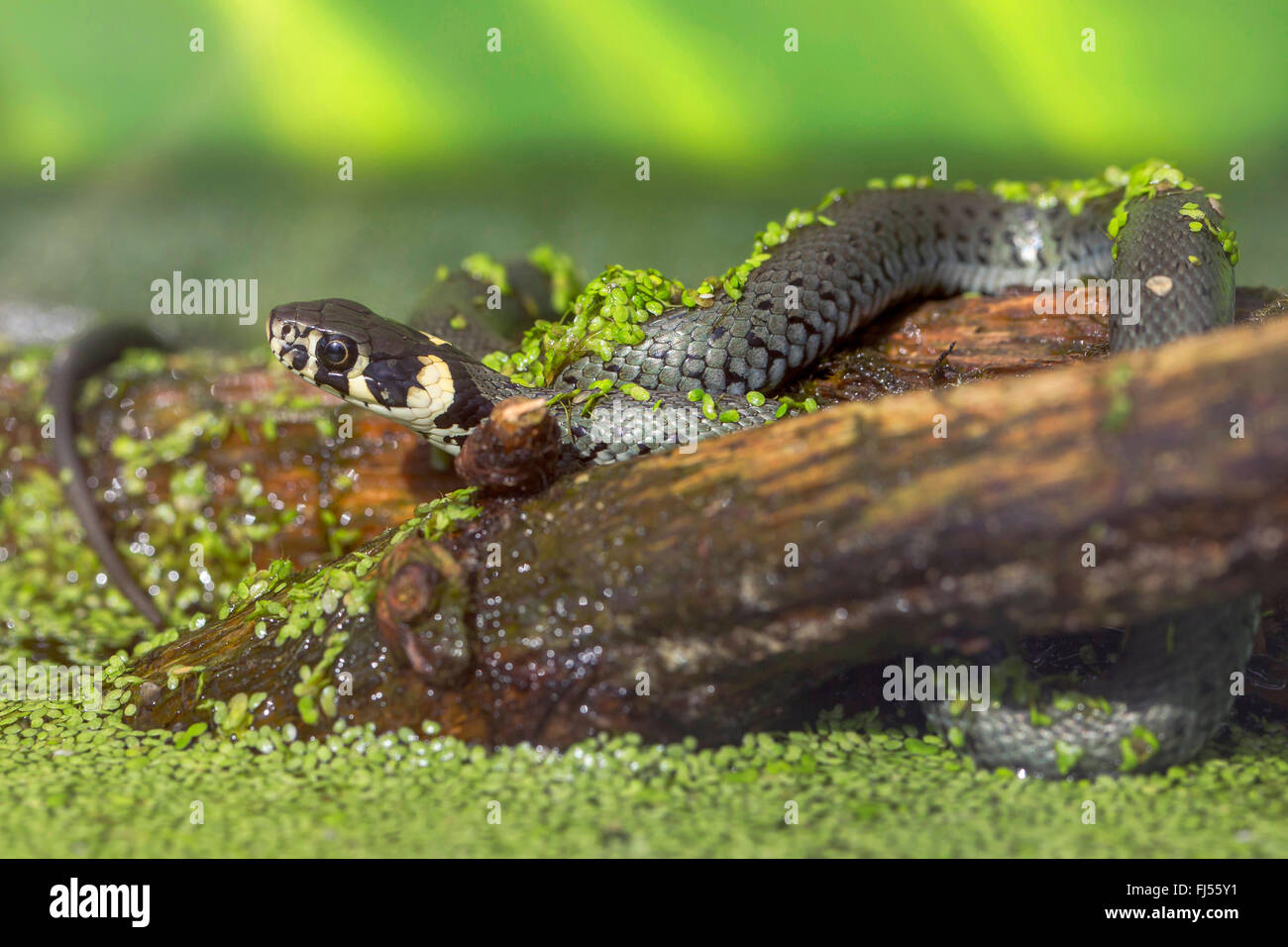 Snake root hi-res stock photography and images - Alamy
