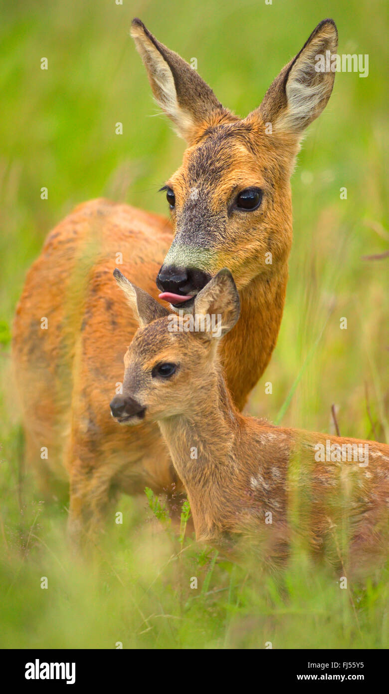 The head of a deer with its own hands made of cardboard or plywood The head of a deer with its own hands made of cardboard or plywood