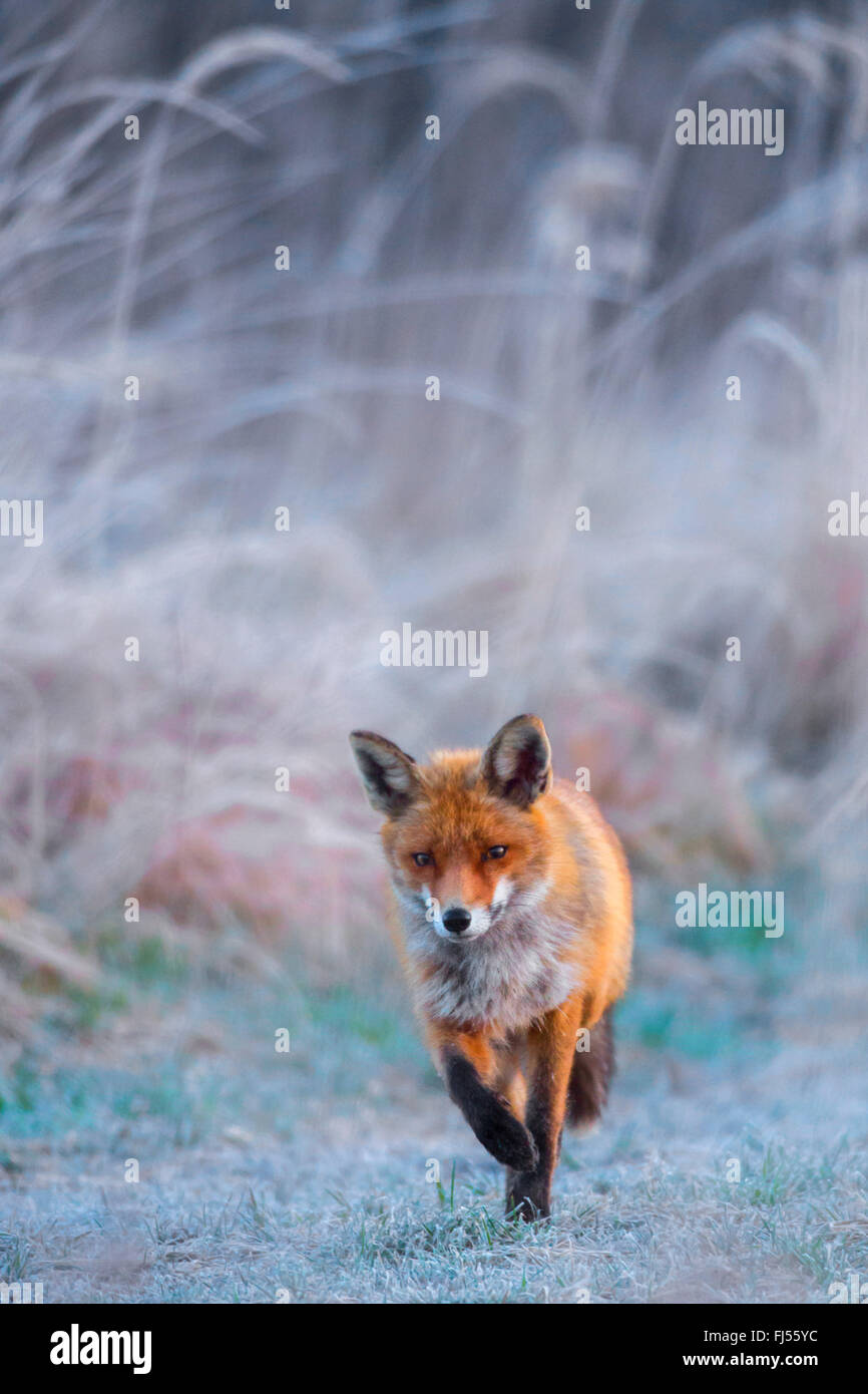 red fox (Vulpes vulpes), walks in a meadow with hoar frost, Germany, Brandenburg Stock Photo