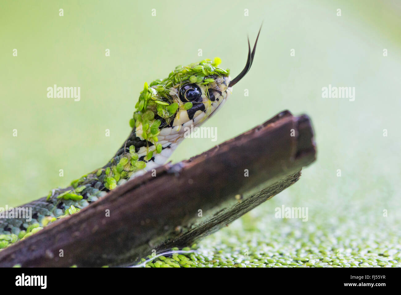 grass snake (Natrix natrix), portrait, flicking covered with duckweed, Germany, Bavaria, Niederbayern, Lower Bavaria Stock Photo