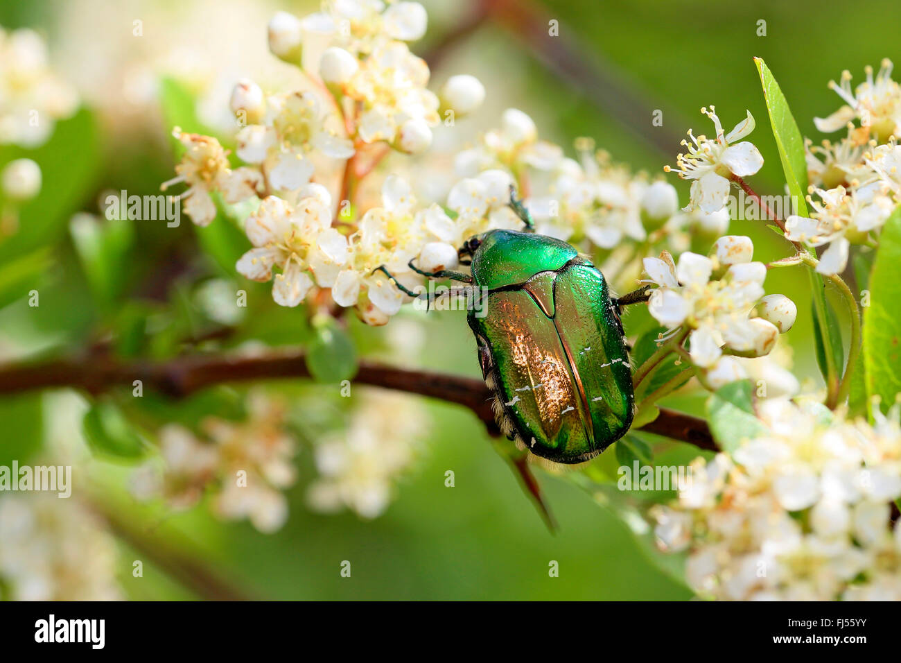 rose chafer (Cetonia aurata), sitting on a blooming twig, Greece, Kerkinisee Stock Photo