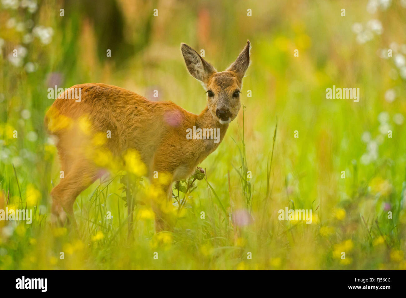 roe deer (Capreolus capreolus), fawn standing in flower meadow, Germany, Brandenburg Stock Photo