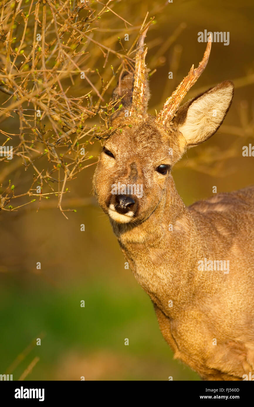 Roe deer marking hires stock photography and images Alamy