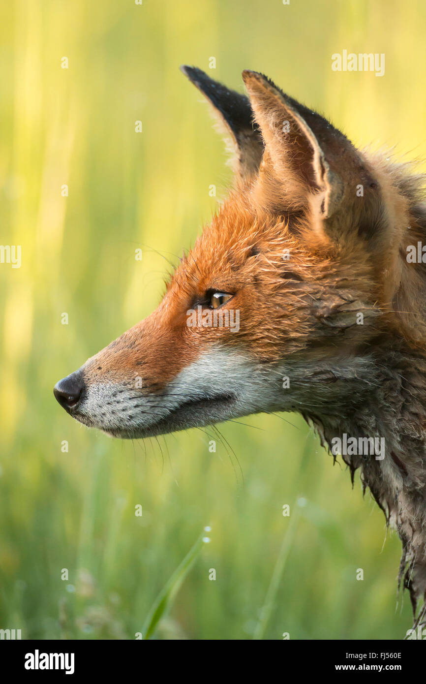 red fox (Vulpes vulpes), portrait, Germany, Brandenburg Stock Photo