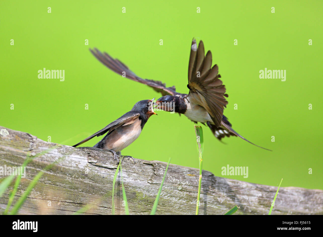 barn swallow (Hirundo rustica), adult bird feeding juvenile bird, Netherlands, Utrecht Stock Photo