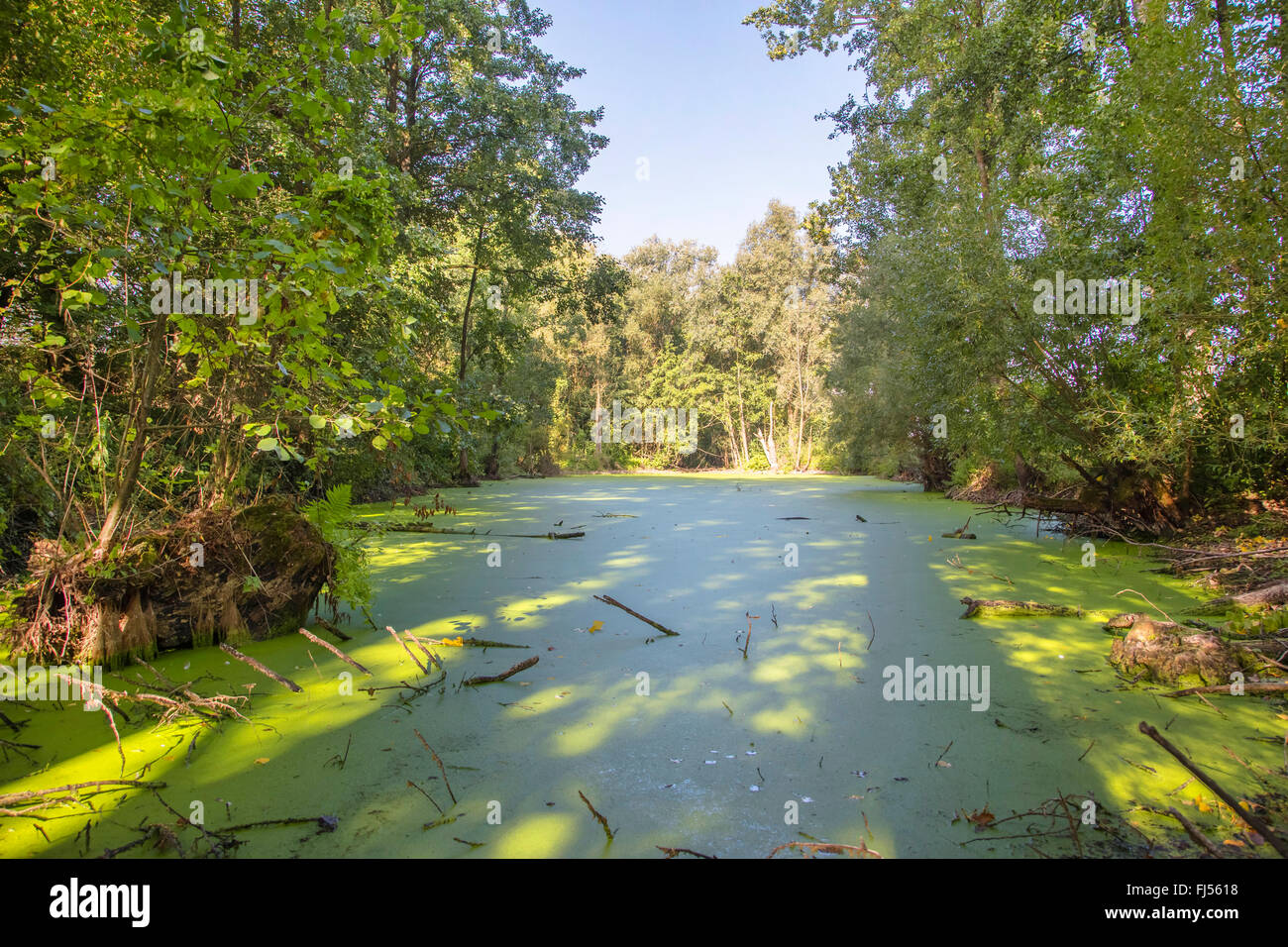 duckweed family (Lemnaceae), pond in forest, covered with duckweed, Germany, Bavaria, Niederbayern, Lower Bavaria Stock Photo