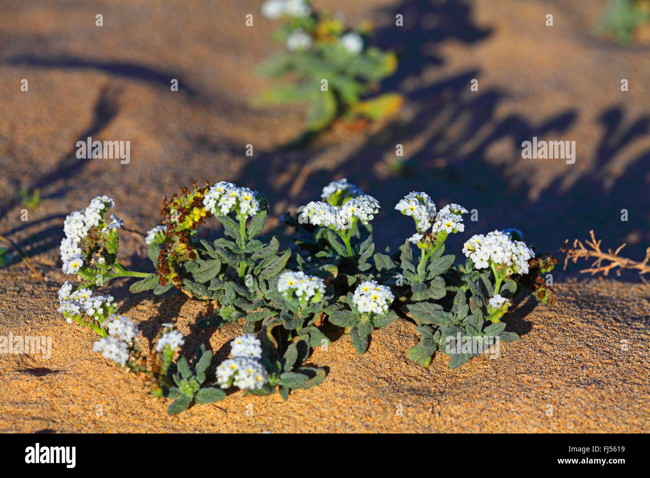 heliotop (Heliotropium ramosissimum), blooming, Canary Islands, Fuerteventura, Istmo de la Pared Stock Photo