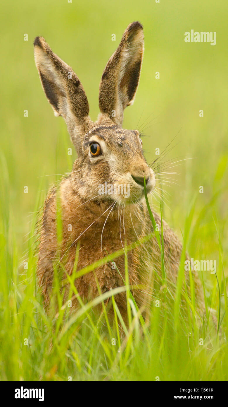 European hare, Brown hare (Lepus europaeus), sits in a meadow, Germany, Brandenburg Stock Photo
