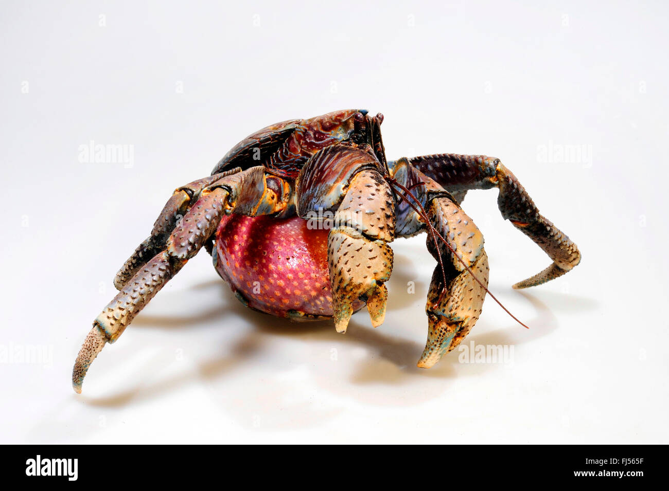 coconut crab, robber crab, palm crab, tree crab, purse crab (Birgus latro), cut-out Stock Photo