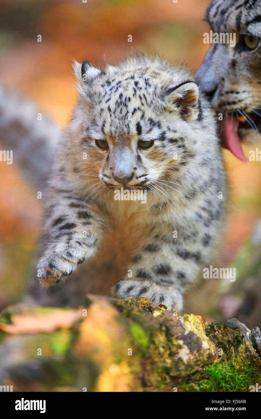 snow leopard (Uncia uncia, Panthera uncia), leopard cub is cleaned by the mother Stock Photo
