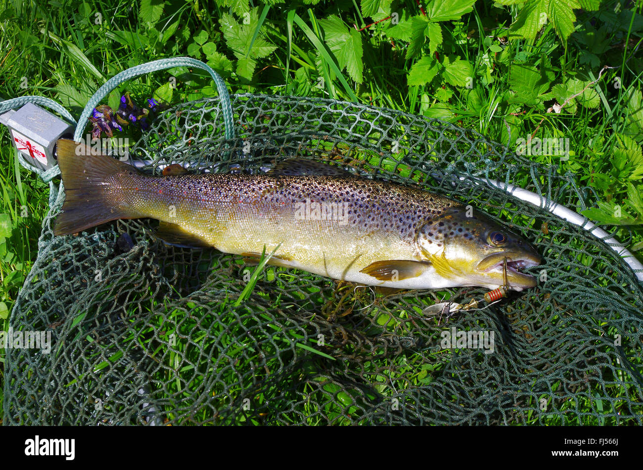 German Brown Trout High Resolution Stock Photography and Images Alamy