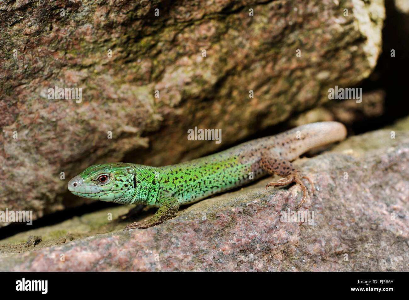 Caspian green lizard, Caucasus emerald lizard (Lacerta strigata), male sits on rock, Azerbaijan Stock Photo