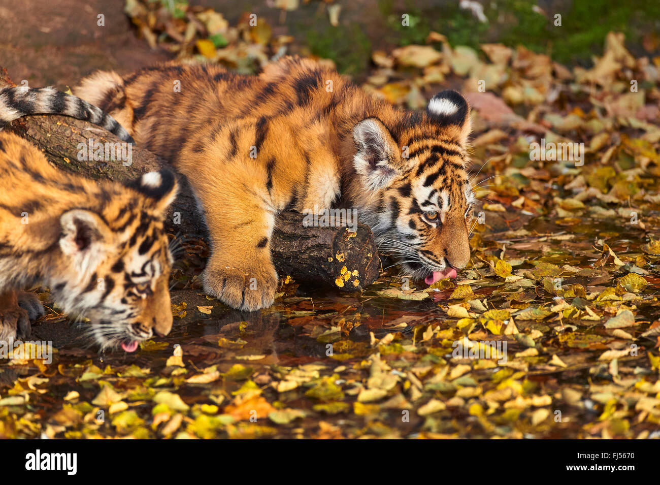 Siberian tiger, Amurian tiger (Panthera tigris altaica), two tiger cubs drinking on the waterfront Stock Photo
