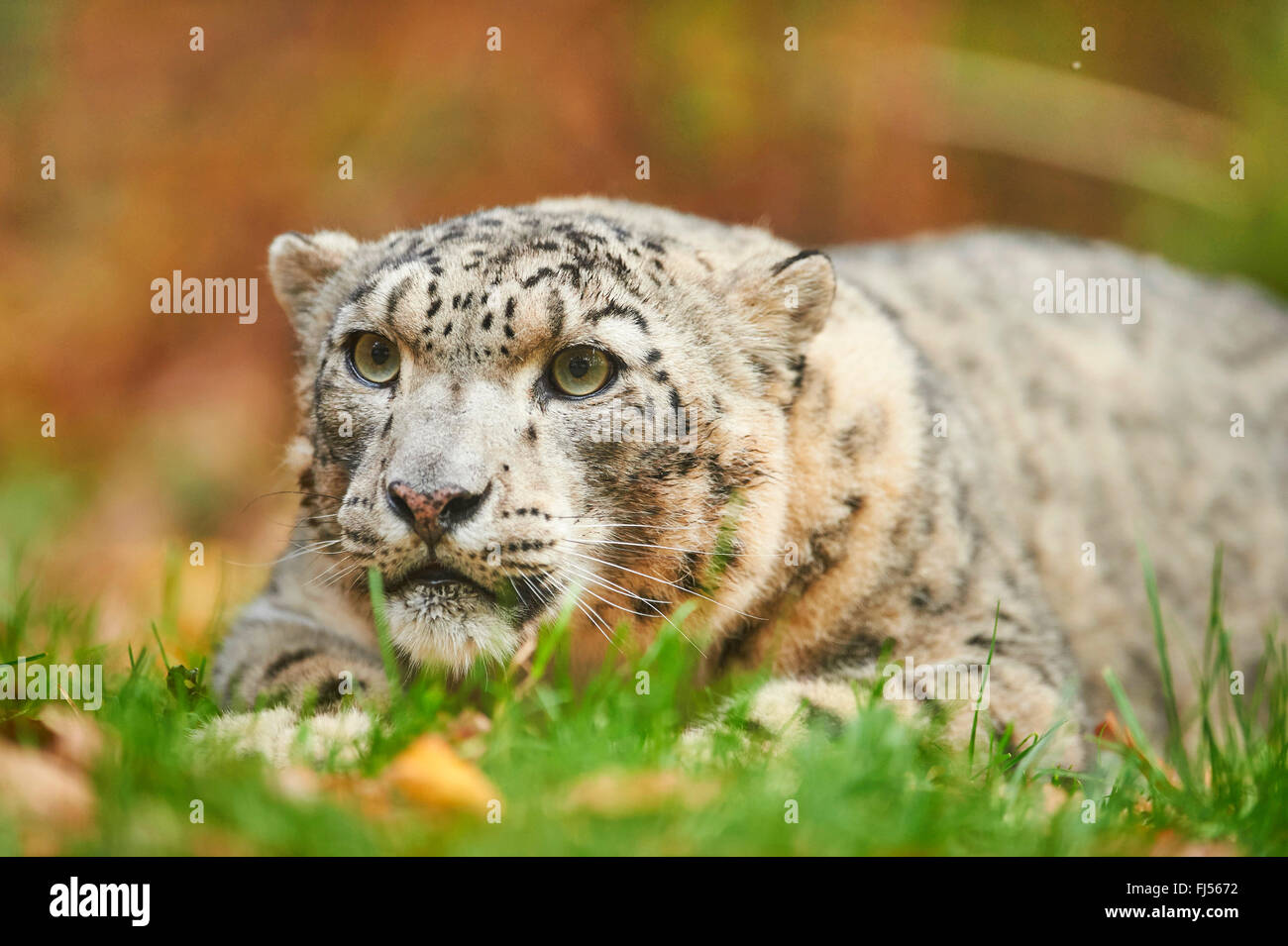 Snow leopard panthera uncia lying hires stock photography and images