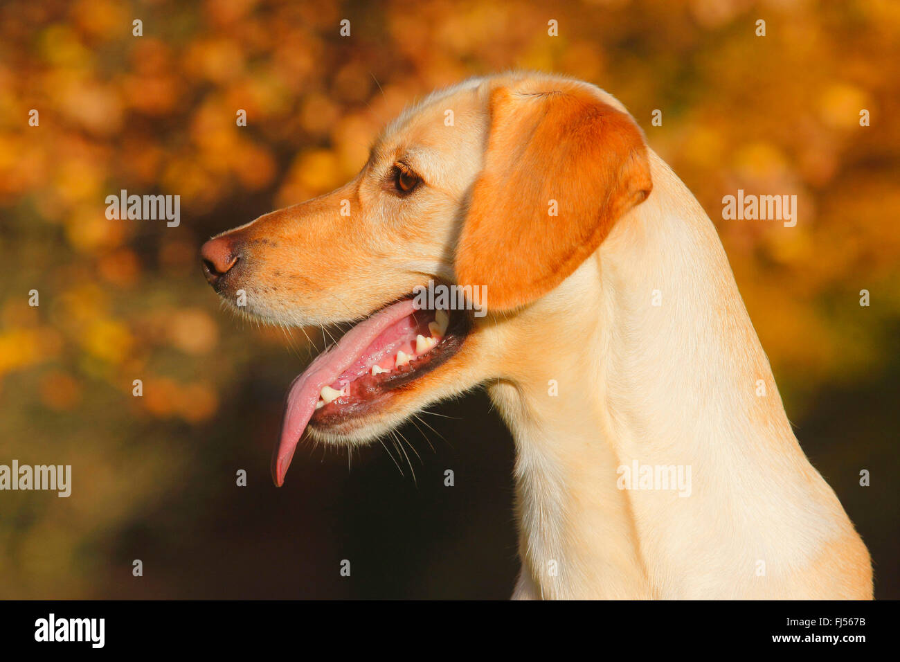 mixed breed dog (Canis lupus f. familiaris), Labrador Magyar Vizsla mixed breed dog with tongue hanging out, portrait, Germany Stock Photo
