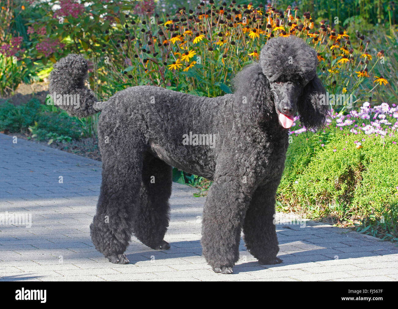 female miniature poodle