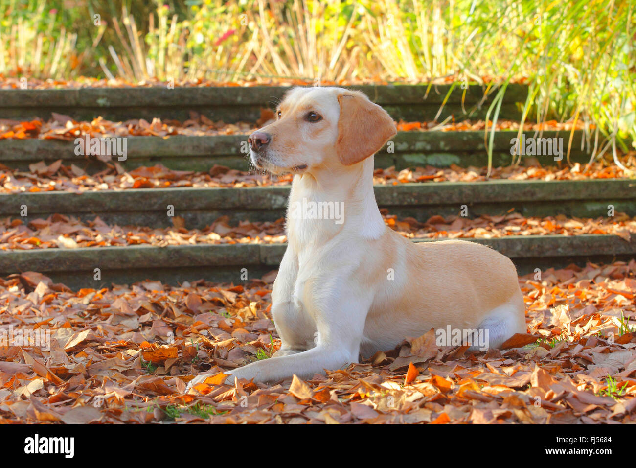mixed breed dog (Canis lupus f. familiaris), Labrador Magyar Vizsla mixed breed dog lying in autumn foliage, Germany Stock Photo