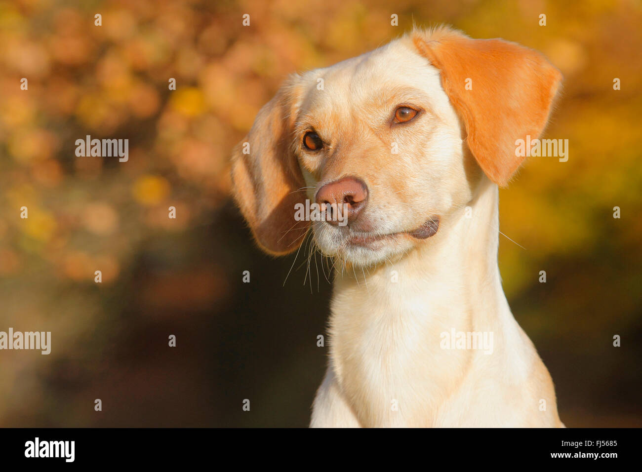 mixed breed dog (Canis lupus f. familiaris), Labrador Magyar Vizsla mixed breed dog in autumn, portrait, Germany Stock Photo