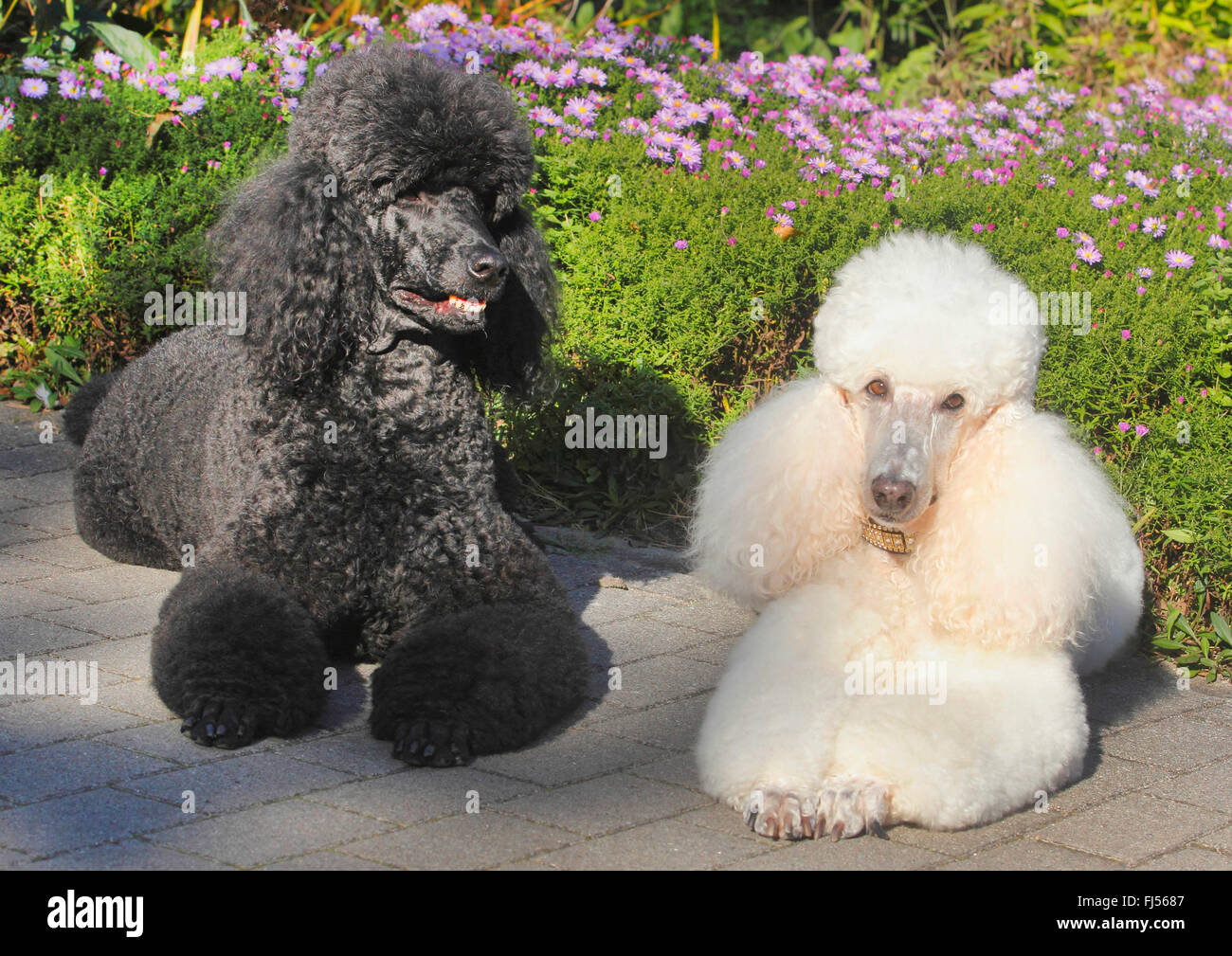 female standard poodle for sale