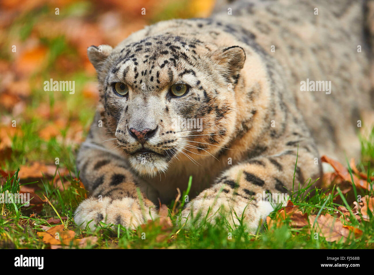 snow leopard (Uncia uncia, Panthera uncia), leopardess lying in a meadow Stock Photo