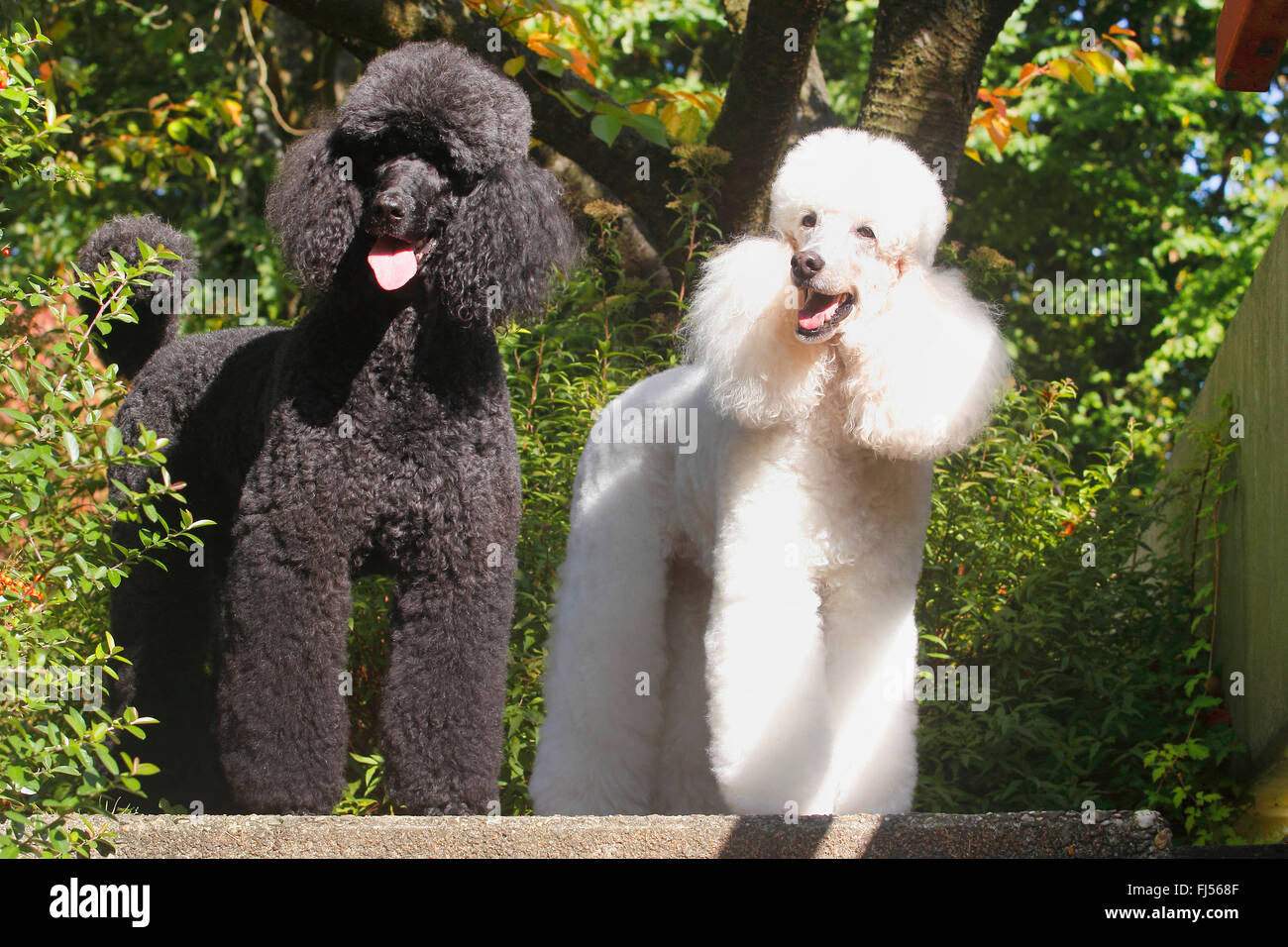 Poodle (Canis lupus f. familiaris), two 
