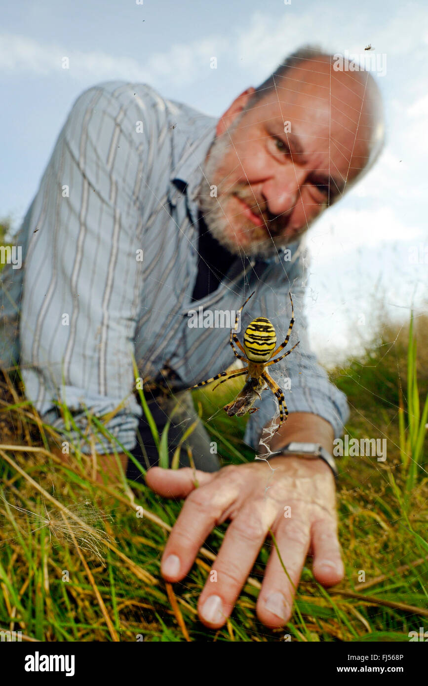 Black-and-yellow argiope, Black-and-yellow garden spider (Argiope bruennichi), biologist observing a wasp spider, Germany, Bergisches Land, Wuppertal Stock Photo