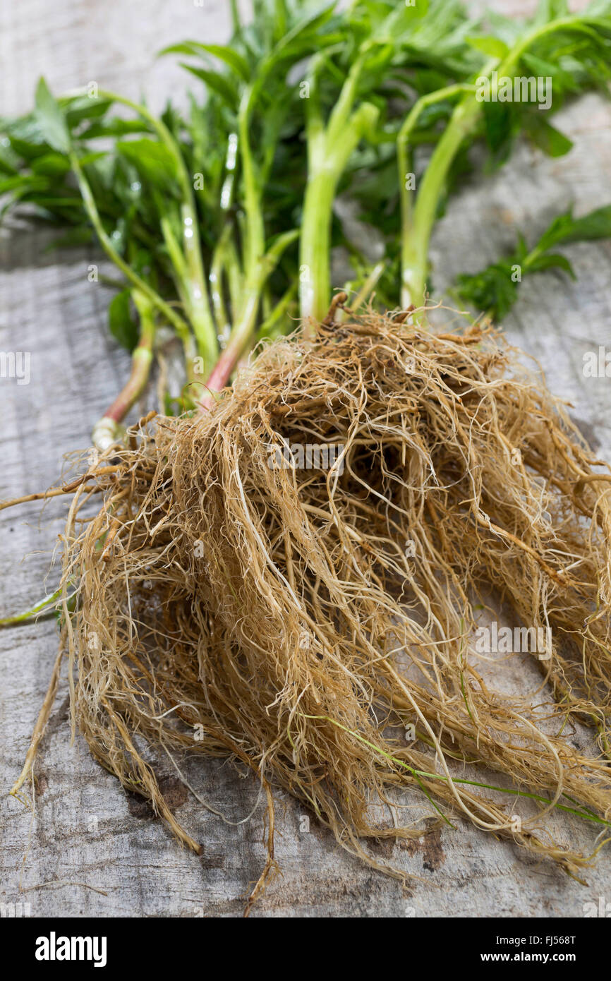 Plants with roots hi-res stock photography and images - Alamy