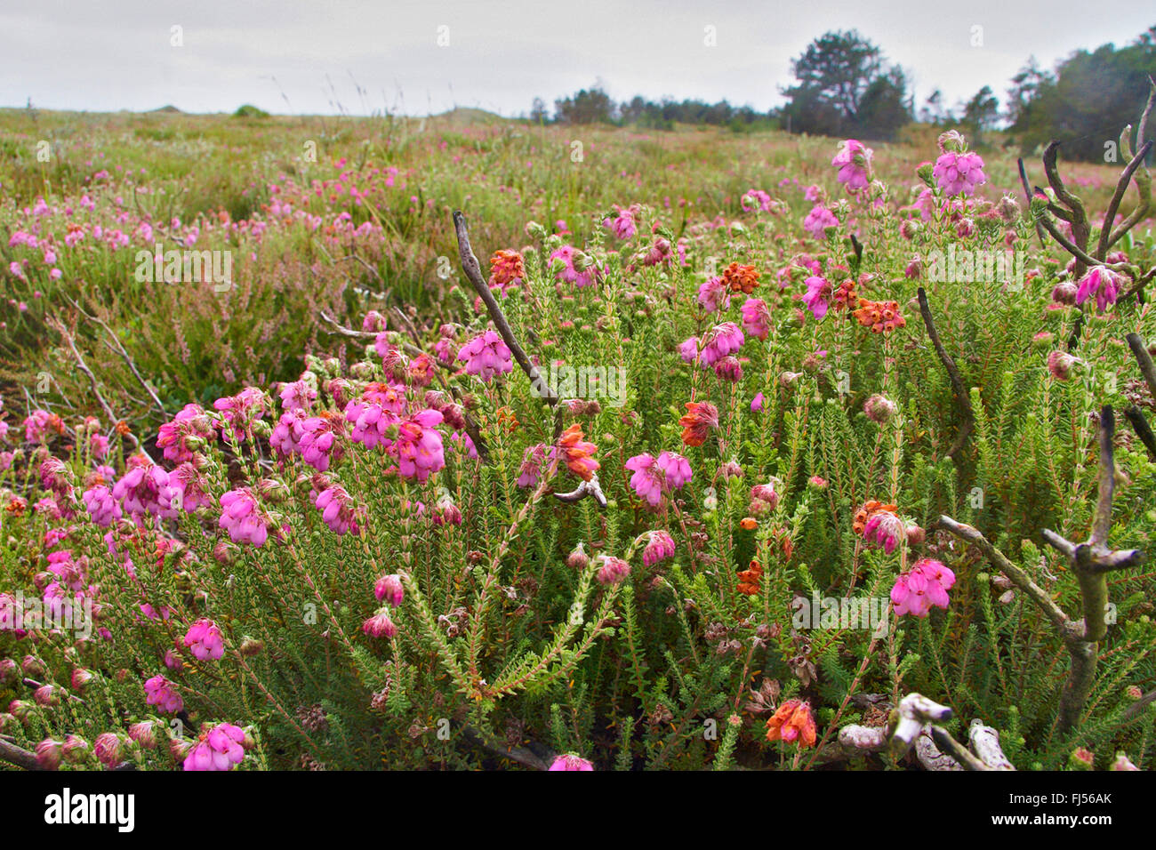 Cross Leaved Heath, Cross-Leaved-Heath (Erica tetralix), blooming, Denmark, Juetland, Thy National Park Stock Photo