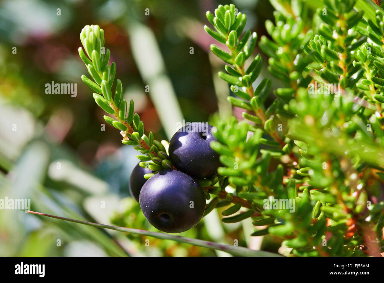 black crowberry (Empetrum nigrum), branch with fruits, Denmark, Juetland Stock Photo